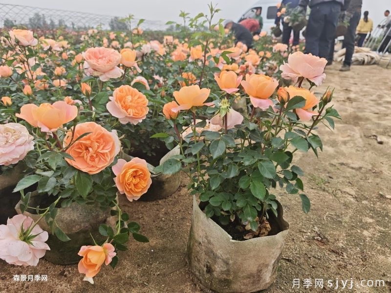 新手种月季花的几个误区,原来我不会种月季?(图1) 新手种月季花的几个误区,原来我不会种月季?(图1)