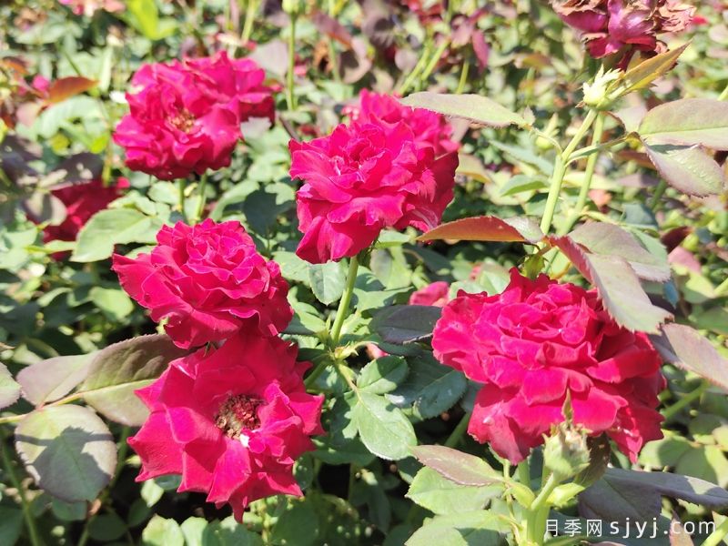 春秋季常用草本花卉种子的播种及养护管理(图1) 春秋季常用草本花卉种子的播种及养护管理(图1)