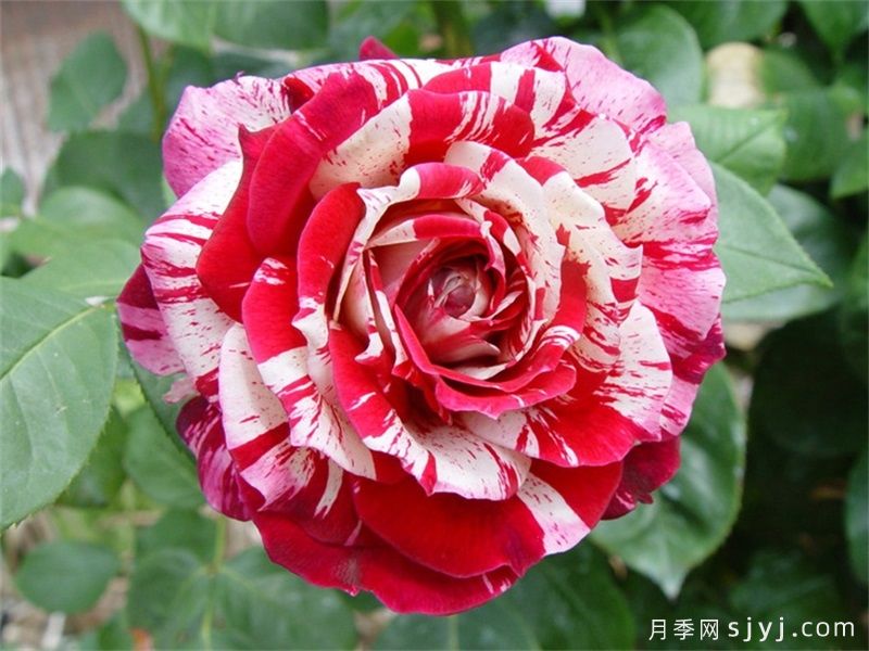 十种惊艳了时光的月季花,一定有你喜欢的(图4) 十种惊艳了时光的月季花,一定有你喜欢的(图5)