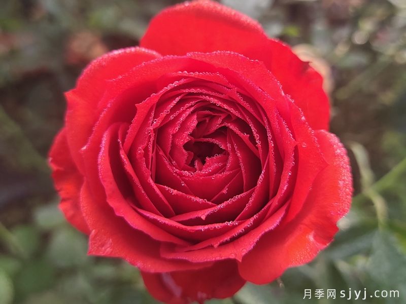 十种惊艳了时光的月季花,一定有你喜欢的(图9) 十种惊艳了时光的月季花,一定有你喜欢的(图10)