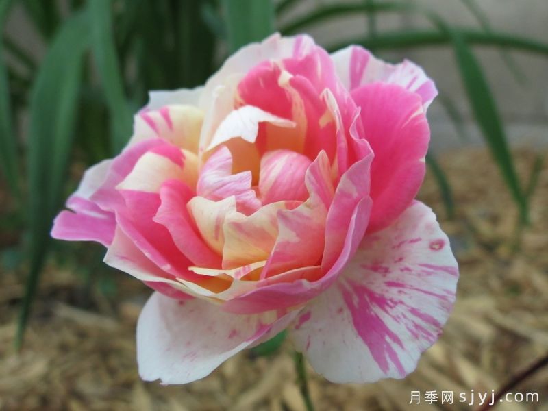 薄荷冻糕月季Peppermint Parfait(图2)
