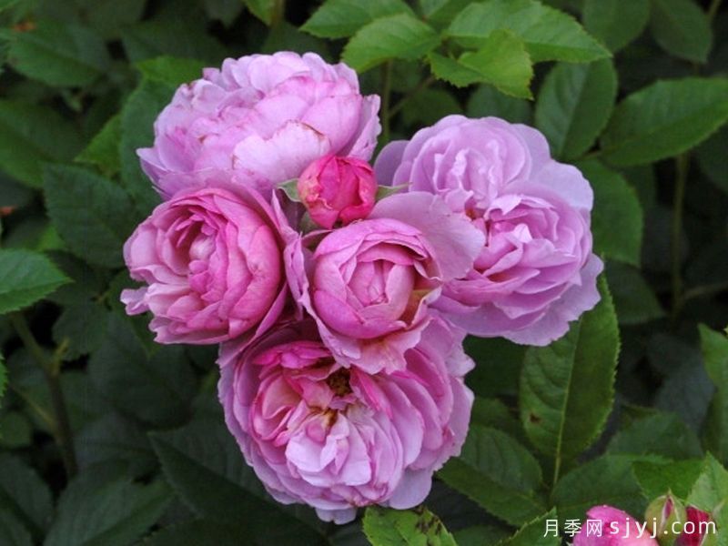 薰衣草花束月季/薰衣草花环月季Lavender Bouquet(图2)
