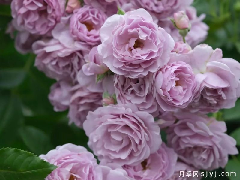 薰衣草花束月季/薰衣草花环月季Lavender Bouquet(图3)