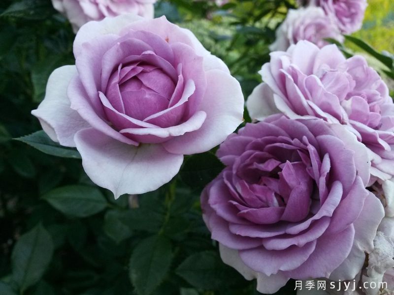 薰衣草门廊月季/紫色花环/薰衣草阳台/薰衣草花环Lavender Flower Circus(图3)