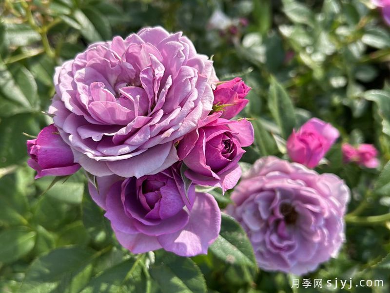 薰衣草门廊月季/紫色花环/薰衣草阳台/薰衣草花环Lavender Flower Circus(图2)