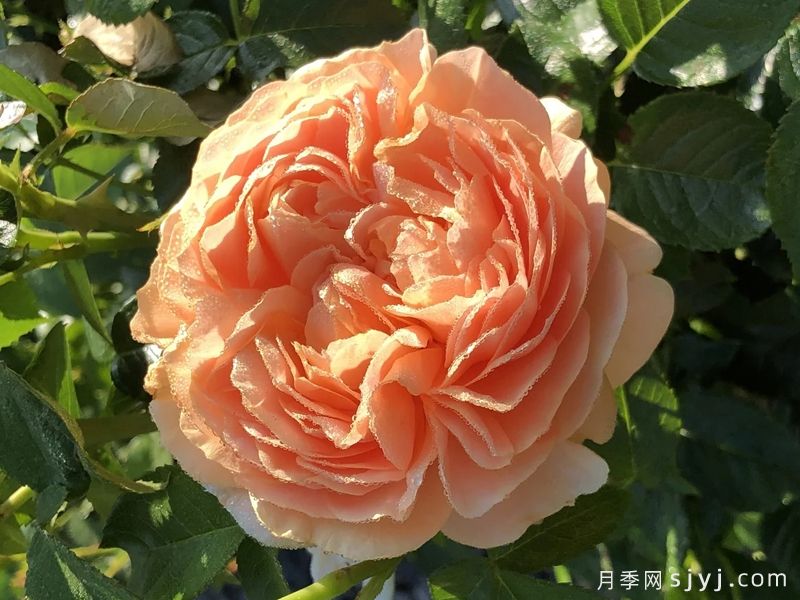 Vogue纪念日月季Vogue Anniversary Rose(图1)