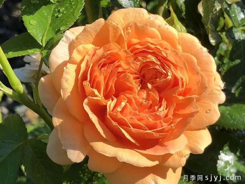 Vogue纪念日月季Vogue Anniversary Rose(图2)