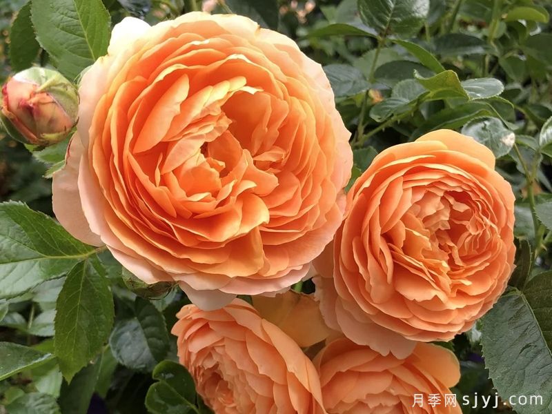 Vogue纪念日月季Vogue Anniversary Rose(图3)