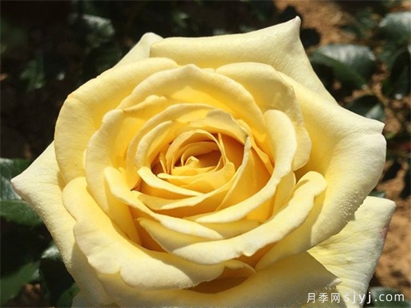 阿巴德月季(黄色)Aubade(图1)