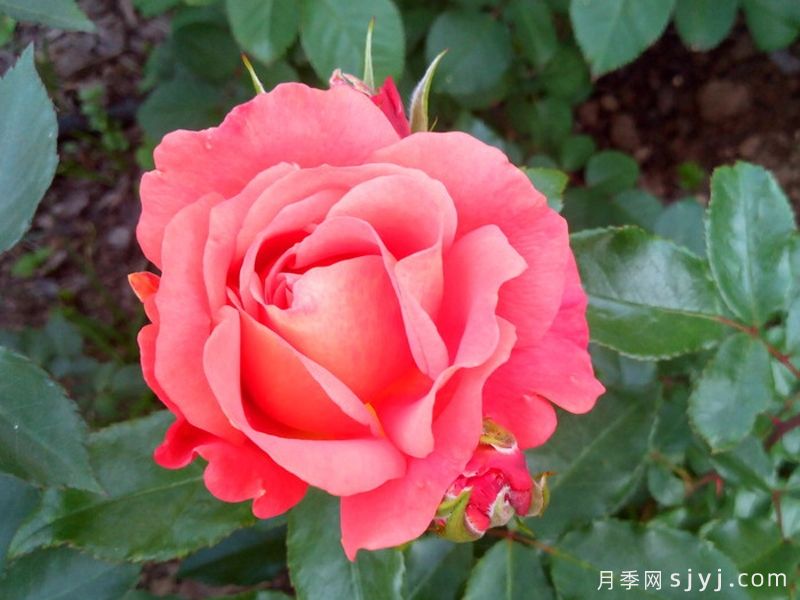 阿比斯科月季/阿比斯库Abisco(图1)