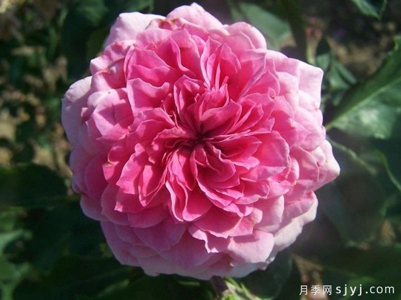 阿布鲁德月季Abrud(图1)