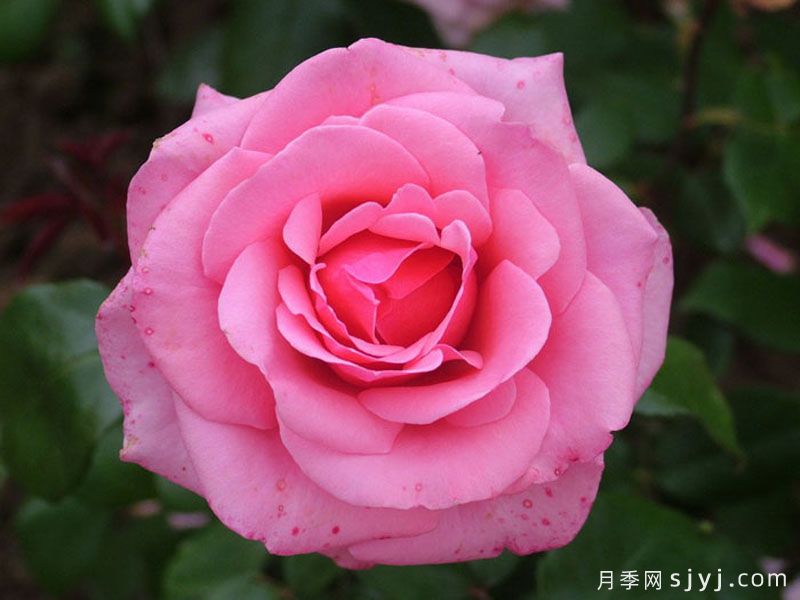 阿尔伯特亲王月季Prince Albert(图2)