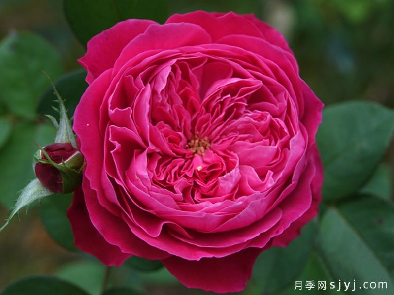 阿卡德米亚月季/学院月季Accademia(图1)