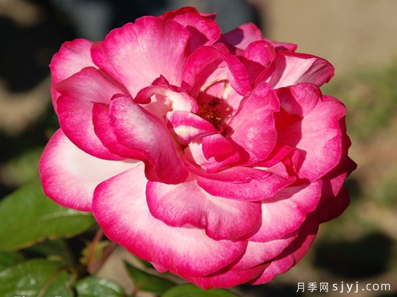 阿尔推斯75月季/阿尔蒂斯75/阿尔推司75Altesse75(图2)