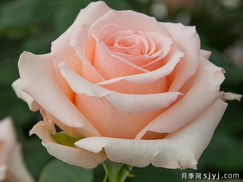 阿丽娜香水月季/安丽娜香水Alina Perfumella(图2)