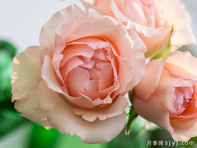 阿丽娜香水月季/安丽娜香水Alina Perfumella(图1)