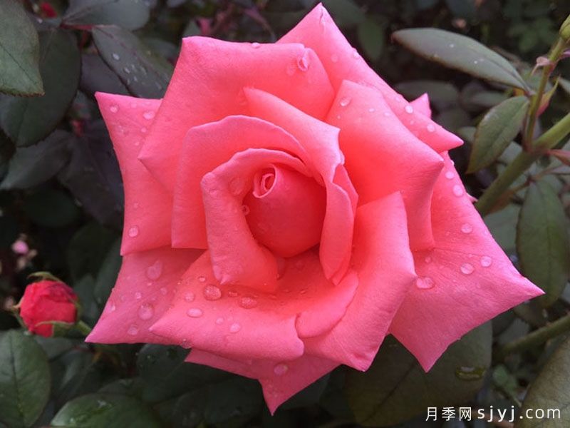 阿曼达路易丝月季Amanda Louise(图1)