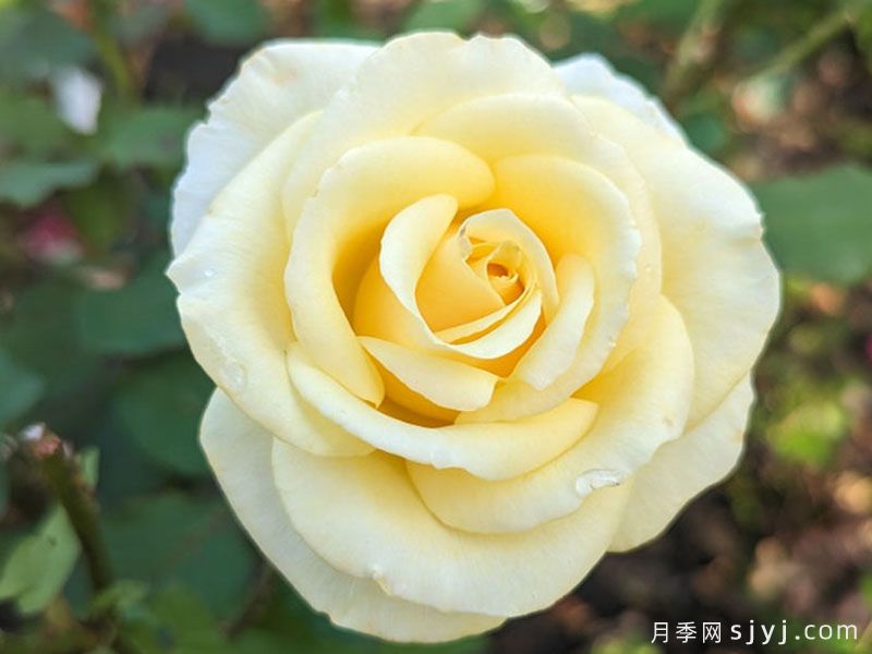 阿奇莫斯月季/阿奇摩丝(图1)