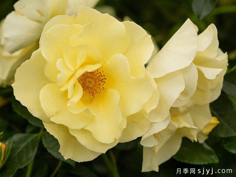 阿什顿沃尔德月季Ashton Wold(图1)