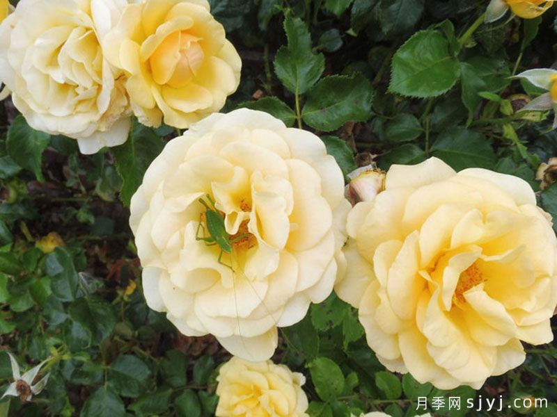 阿特科皇家月季Atco Royale(图2) 阿特科皇家月季Atco Royale(图2)