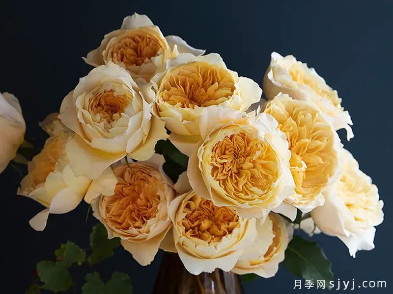 艾菲月季Effie(图2)
