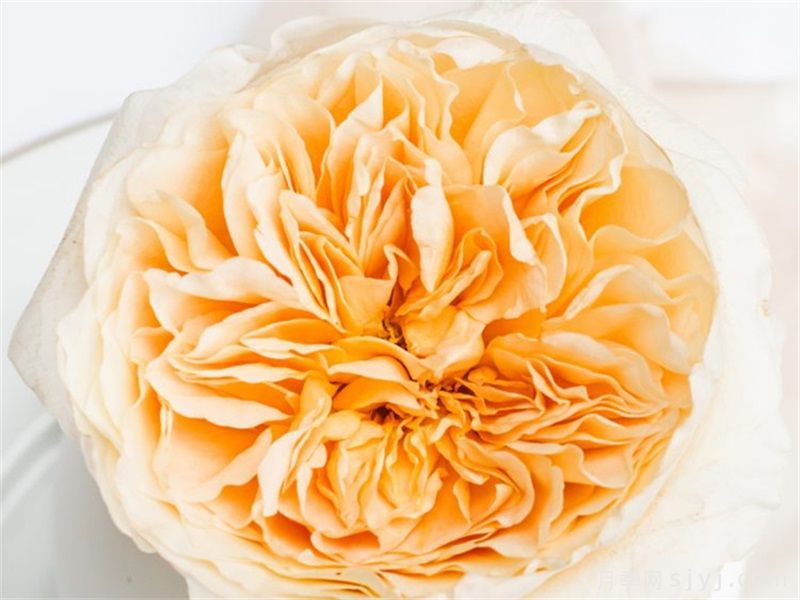 艾菲月季Effie(图1)