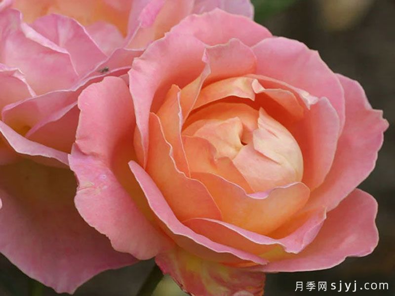 艾丽月季/爱丽/她Elle(图4)