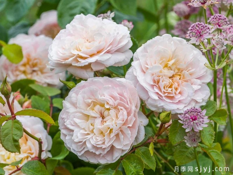 艾米莉勃朗特月季Emily Bronte(图2)