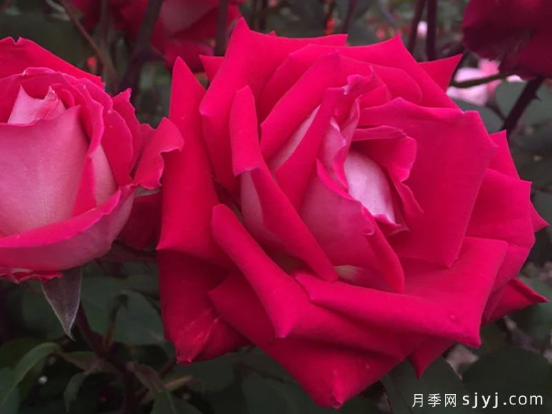爱月季Love(图2)