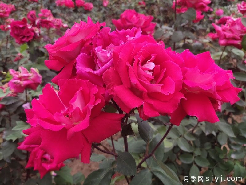 爱月季Love(图4)