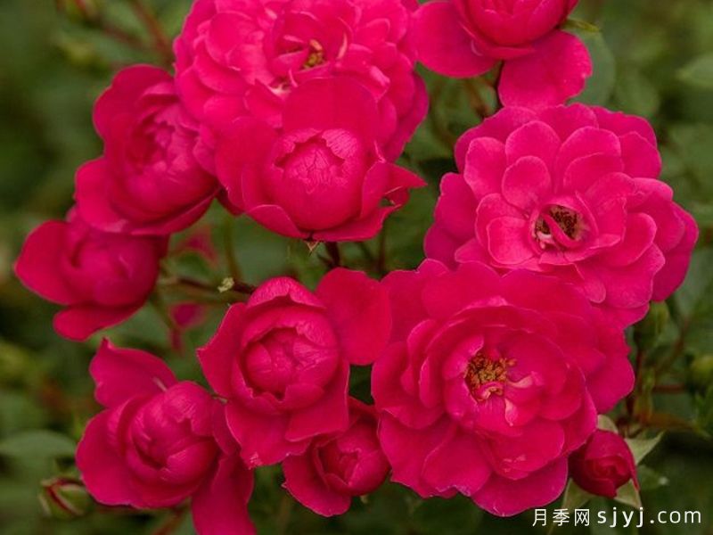 爱好月季Hobby(图2)