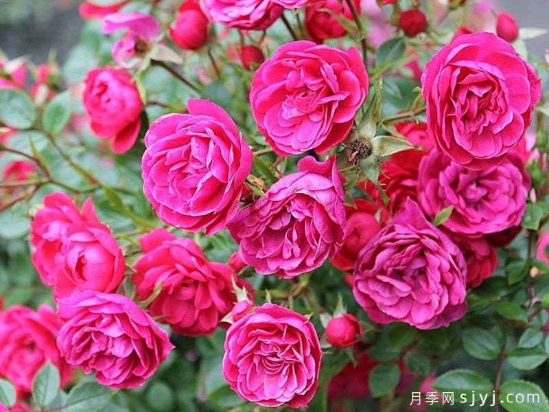 爱好月季Hobby(图3)