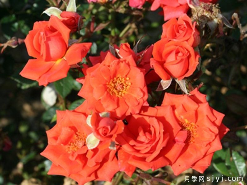 爱的祝福月季Loving Wishes(图2)