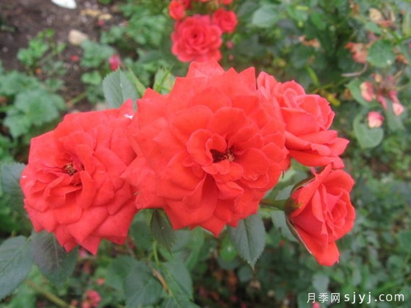 爱的祝福月季Loving Wishes(图1)