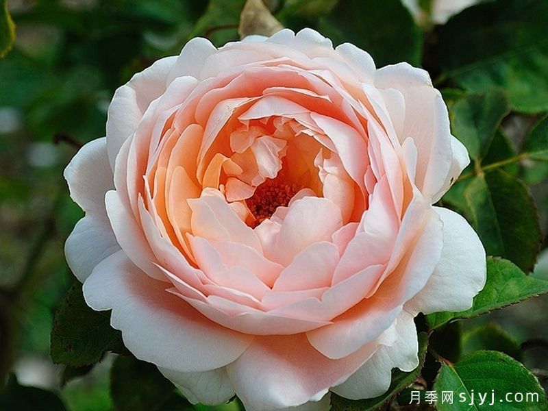 安布里奇月季/安部姬/奥斯汀奇迹Ambridge(图1)