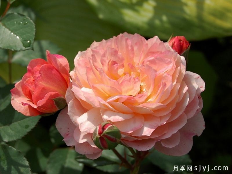 安德烈杜加德月季Andre Turcat(图2)