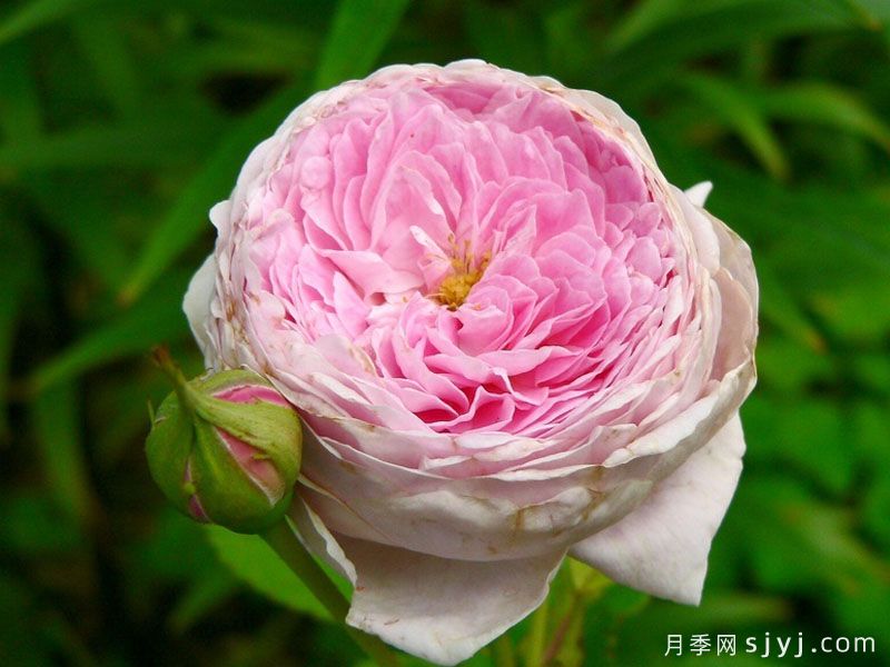 安妮女王月季Queen Anne(图3)