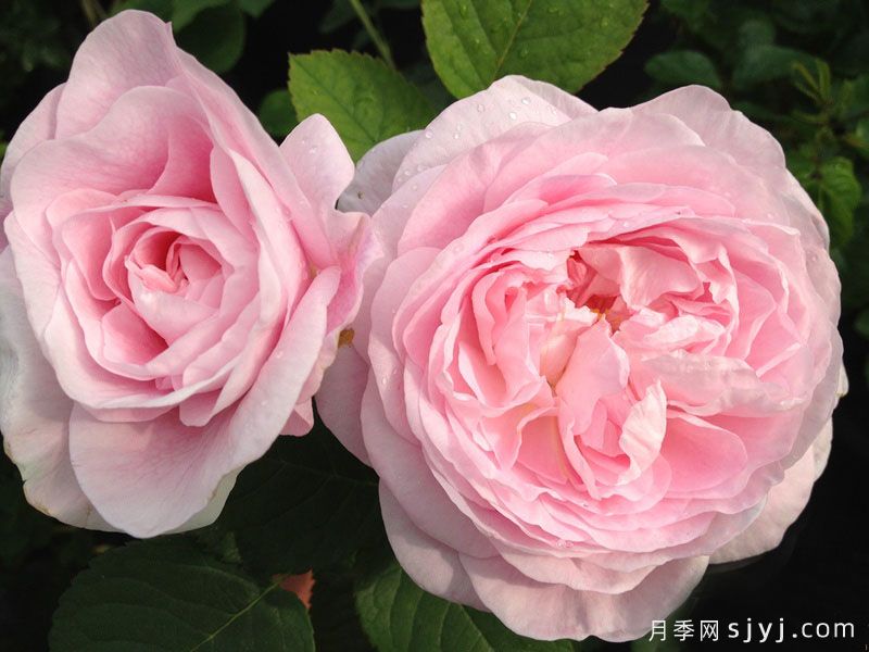 安妮女王月季Queen Anne(图2)