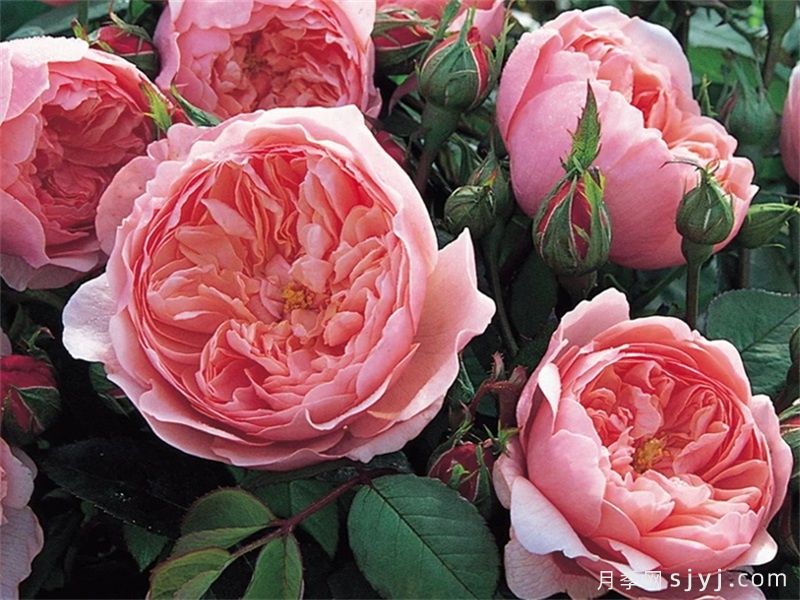安尼克城堡月季/阿尼克月季The Alnwick Rose(图1)
