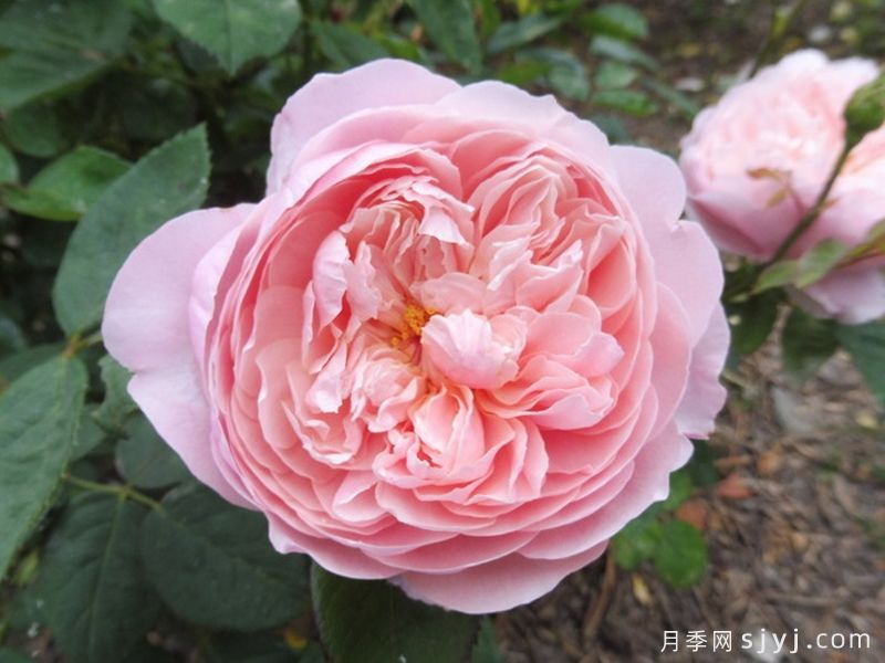 安尼克城堡月季/阿尼克月季The Alnwick Rose(图3)