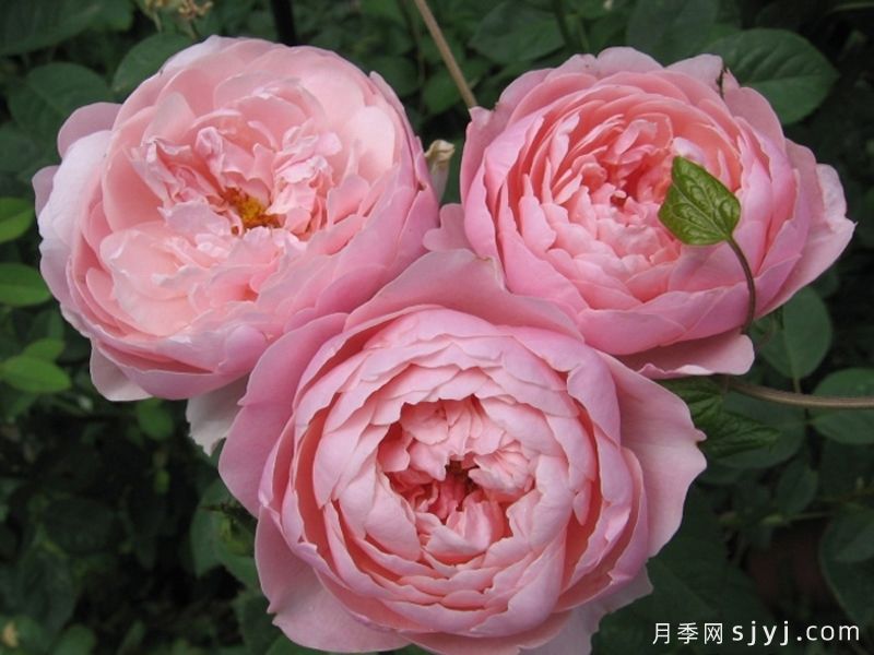 安尼克城堡月季/阿尼克月季The Alnwick Rose(图2)