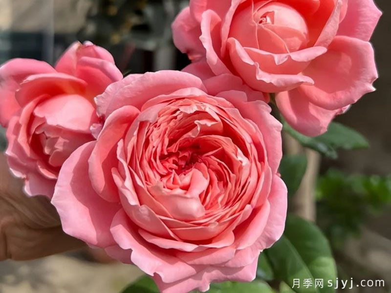 安索菲比克月季/碧克月季Anne-Sophie Pic(图1)