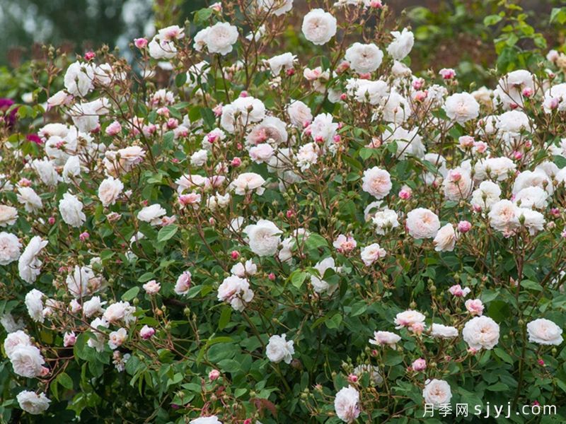 奥尔布莱顿月季/奥尔布莱顿兰布勒The Albrighton Rambler(图4) 奥尔布莱顿月季/奥尔布莱顿兰布勒The Albrighton Rambler(图4)