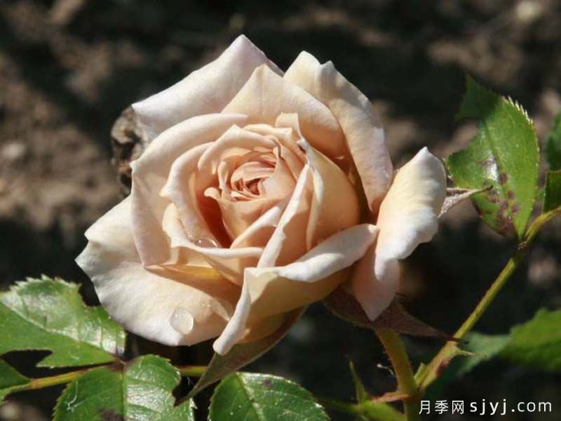 奥莱咖啡月季Cafe Ole(图3)
