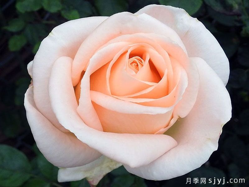 奥塞娜月季/奥赛娜Osiana(图1)
