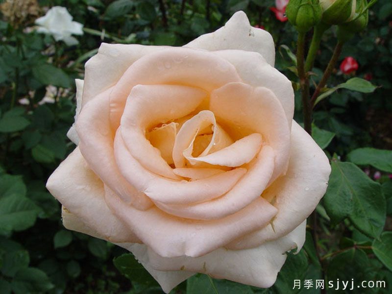 奥塞娜月季/奥赛娜Osiana(图3)