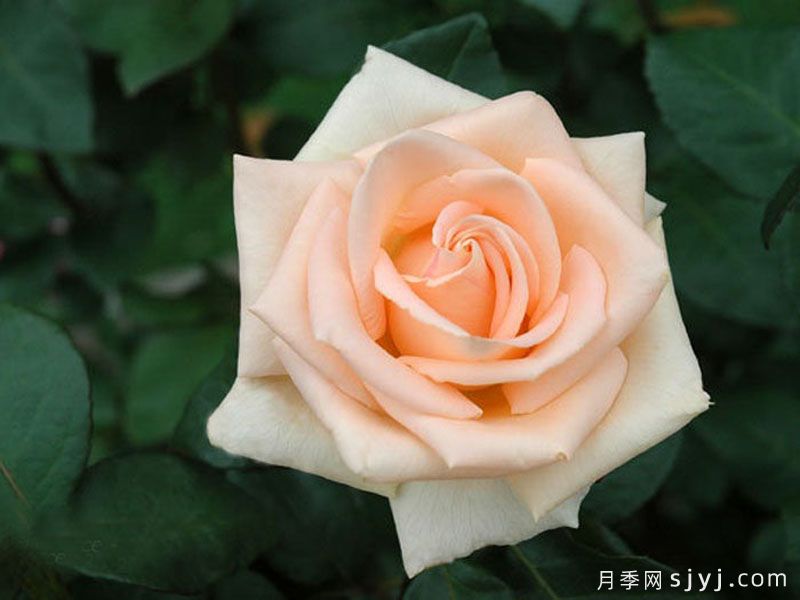 奥塞娜月季/奥赛娜Osiana(图2)