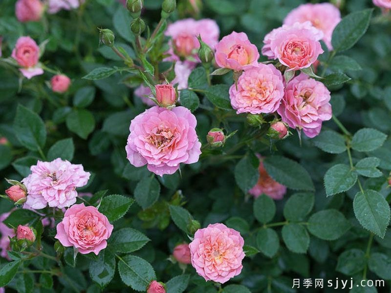 奥索易小桃红色月季Oso Easy Petit Pink(图1)