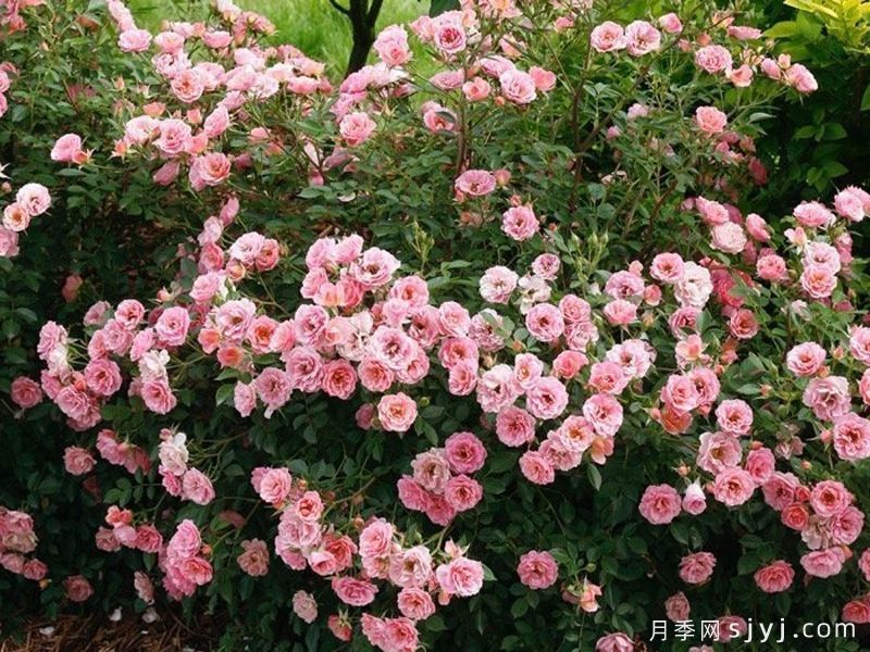 奥索易小桃红色月季Oso Easy Petit Pink(图2)