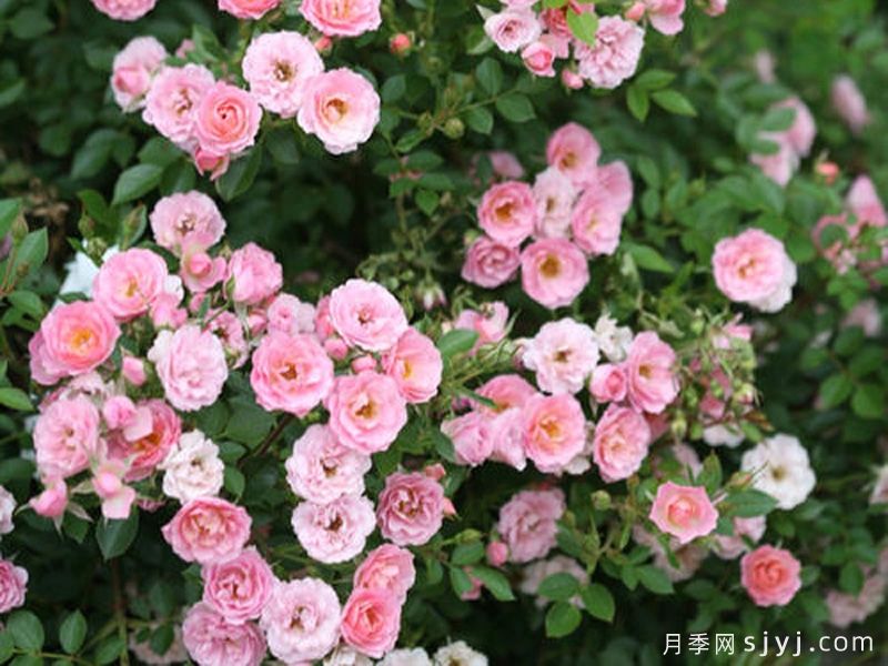 奥索易小桃红色月季Oso Easy Petit Pink(图3)